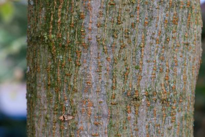 Acer negundo 'Variegatum' - javor jasanolistý - kůra